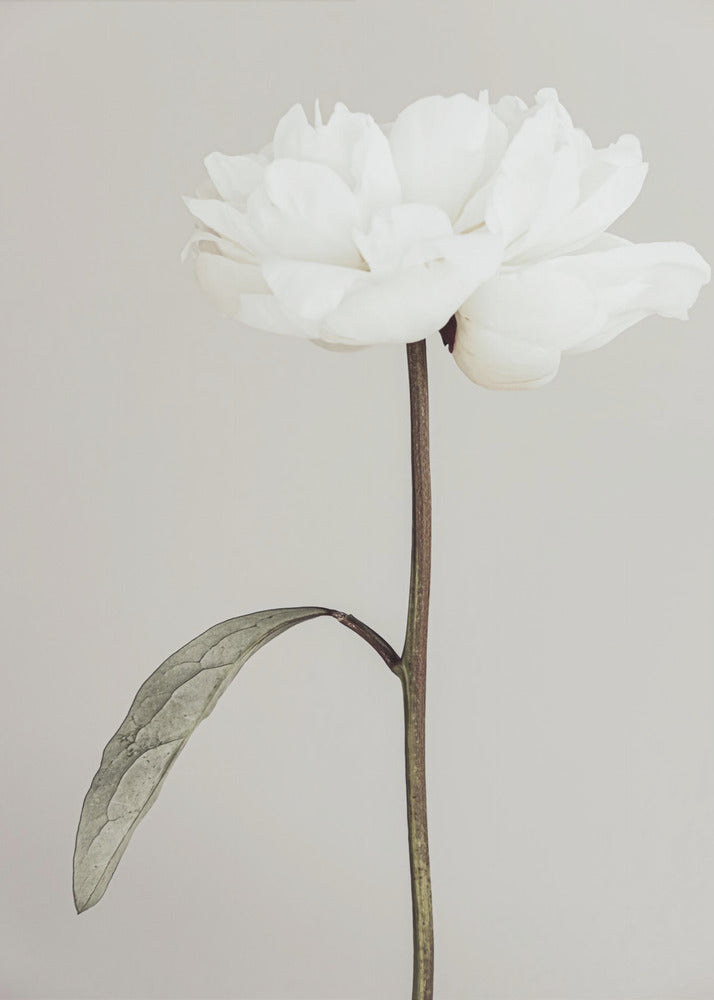 Peony 07 | Canvas