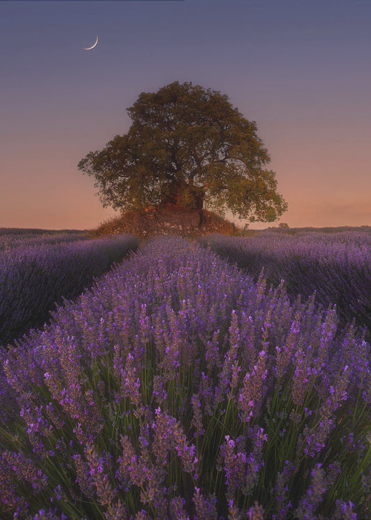 Lavender and Moon | Poster