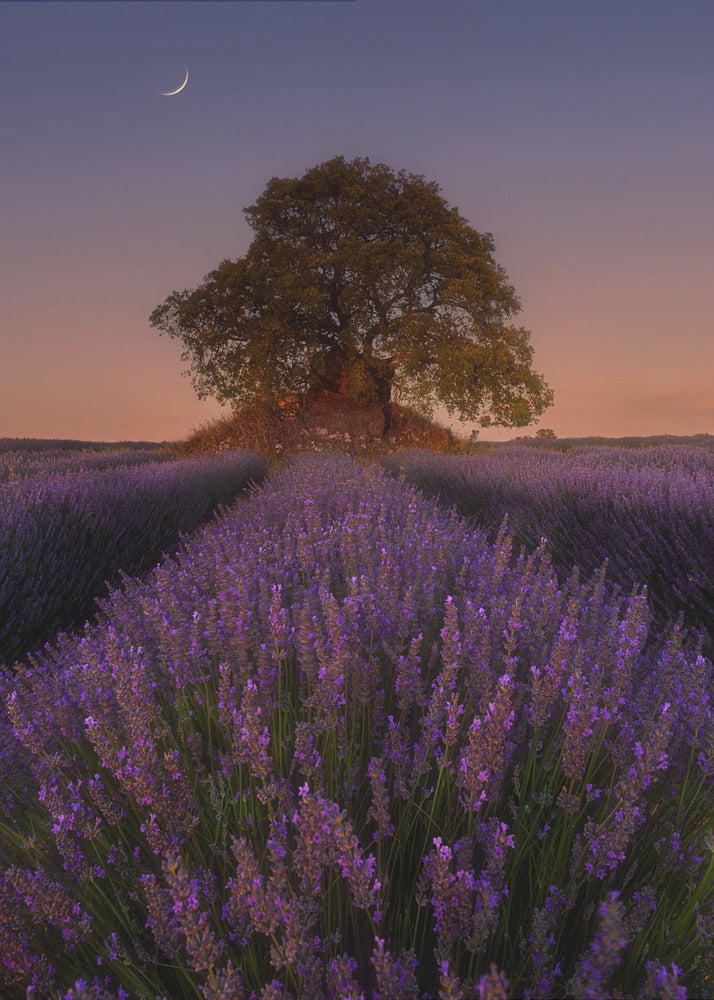 Lavender and Moon | Canvas