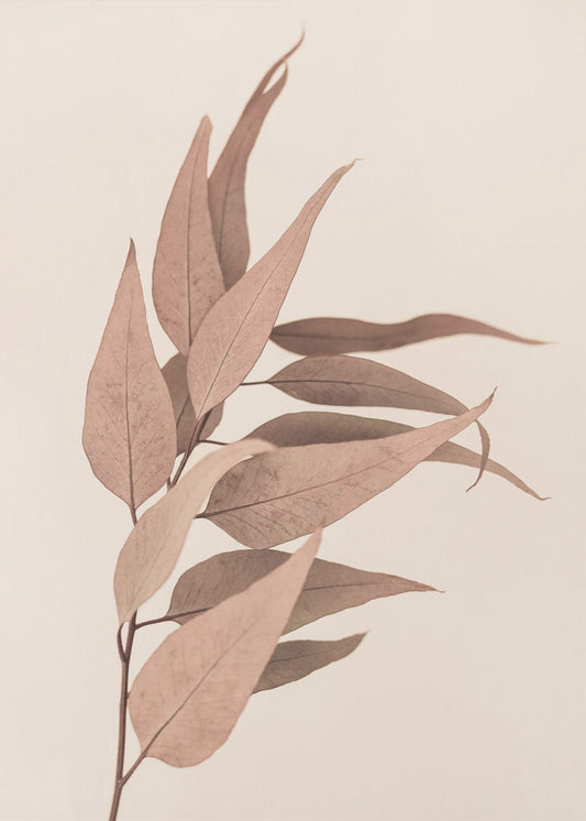 Dried Eucalyptus | Poster
