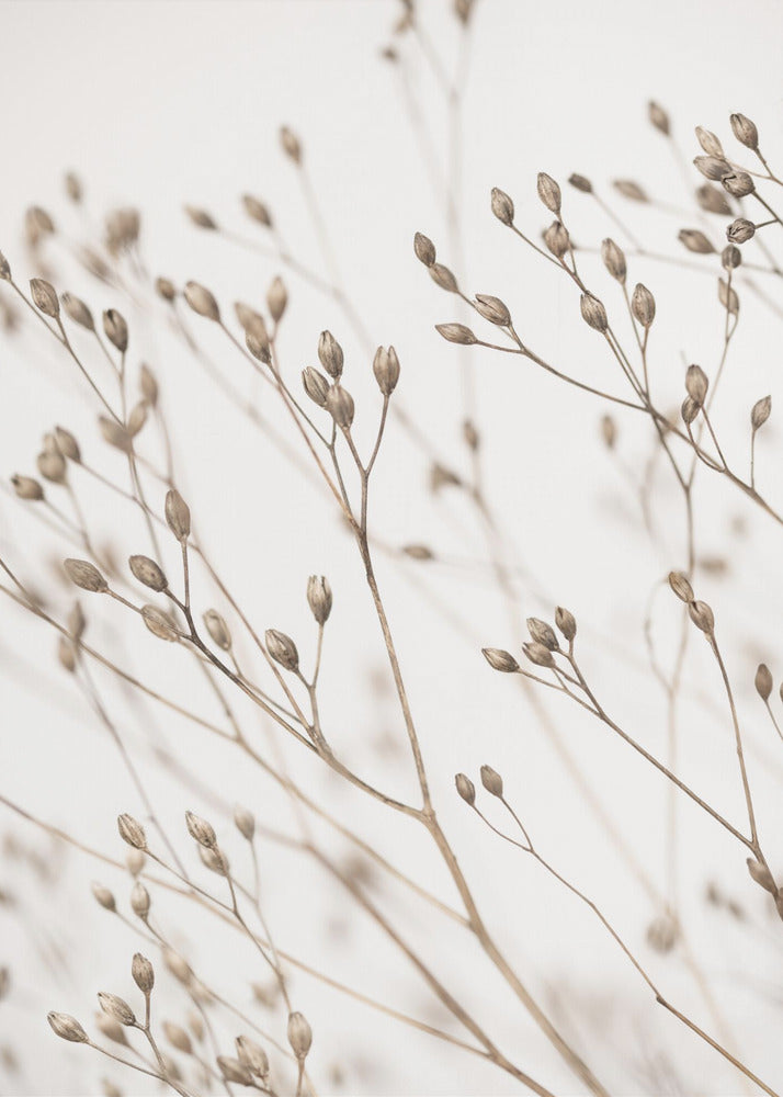 Wild Grass | Canvas