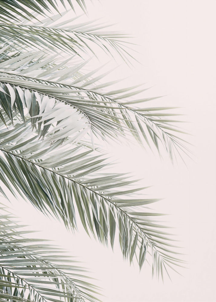 Blush Palm Leaves | Poster