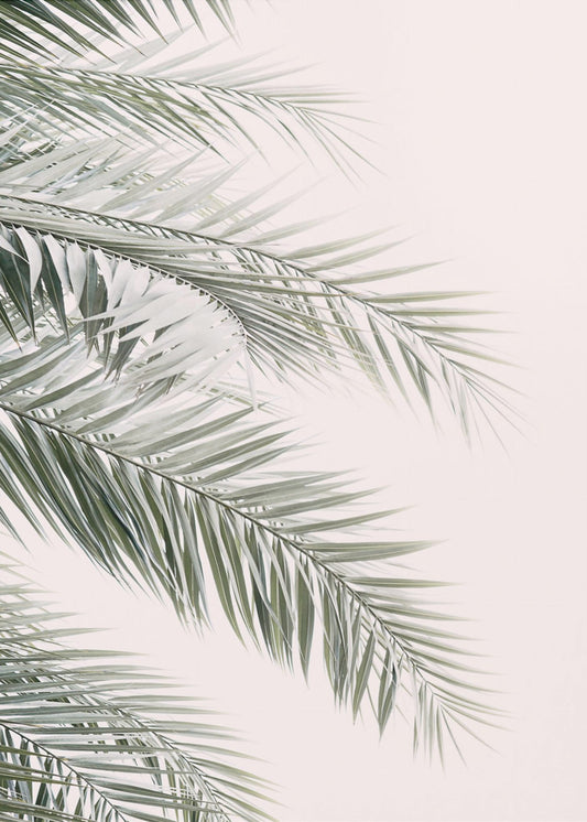Blush Palm Leaves | Poster