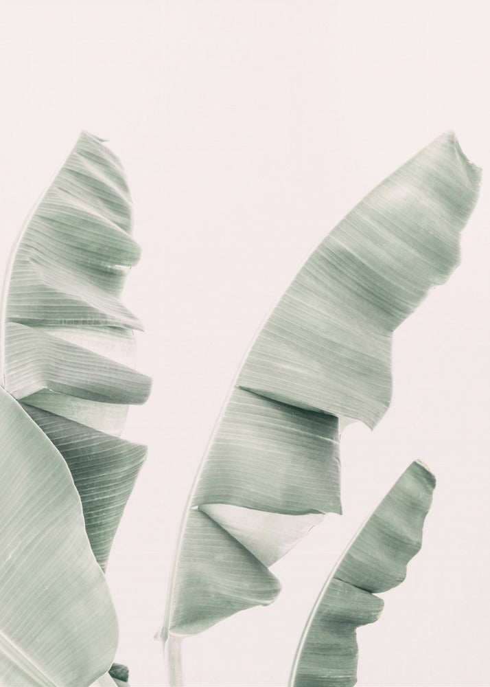 Blush Banana Leaves | Canvas