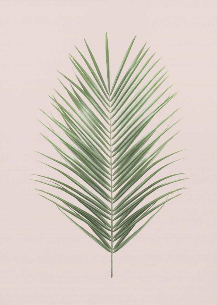 Palm Leaf Blush | Poster