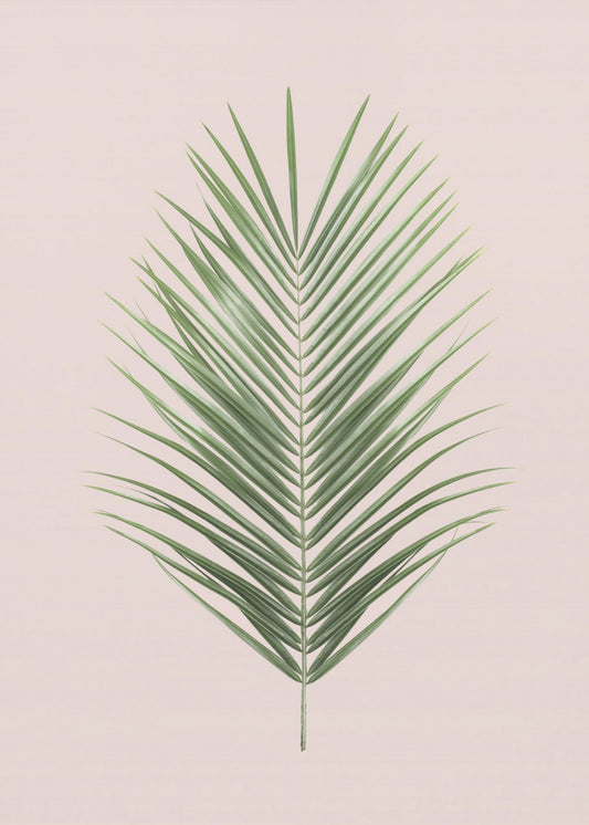 Palm Leaf Blush | Canvas