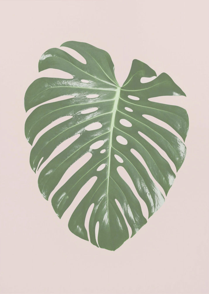 Monstera Leaf Blush | Poster