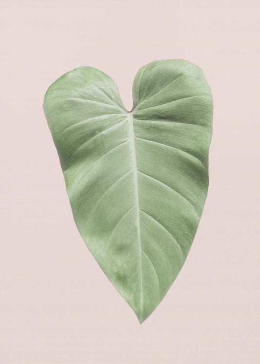 Tropical Leaf Blush | Canvas