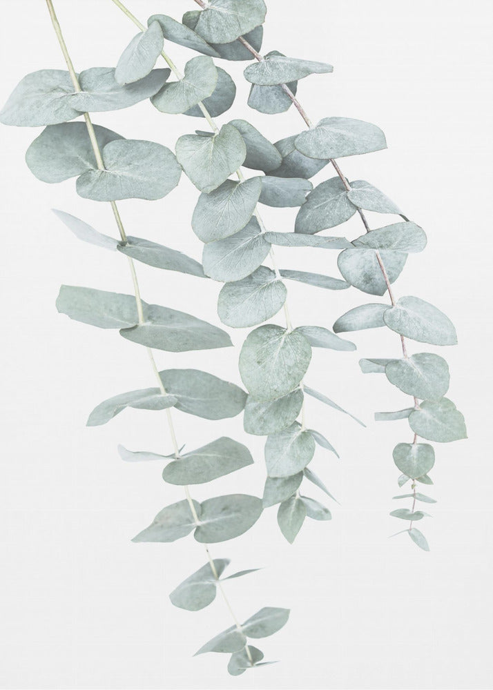 Eucalyptus I | Poster