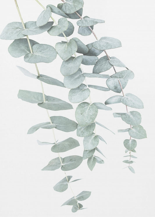 Eucalyptus I | Canvas