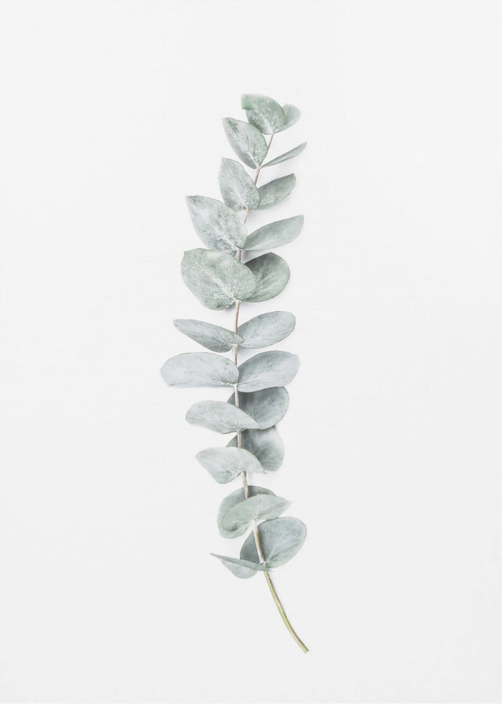 Eucalyptus II | Poster