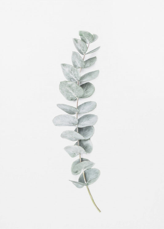 Eucalyptus II | Poster