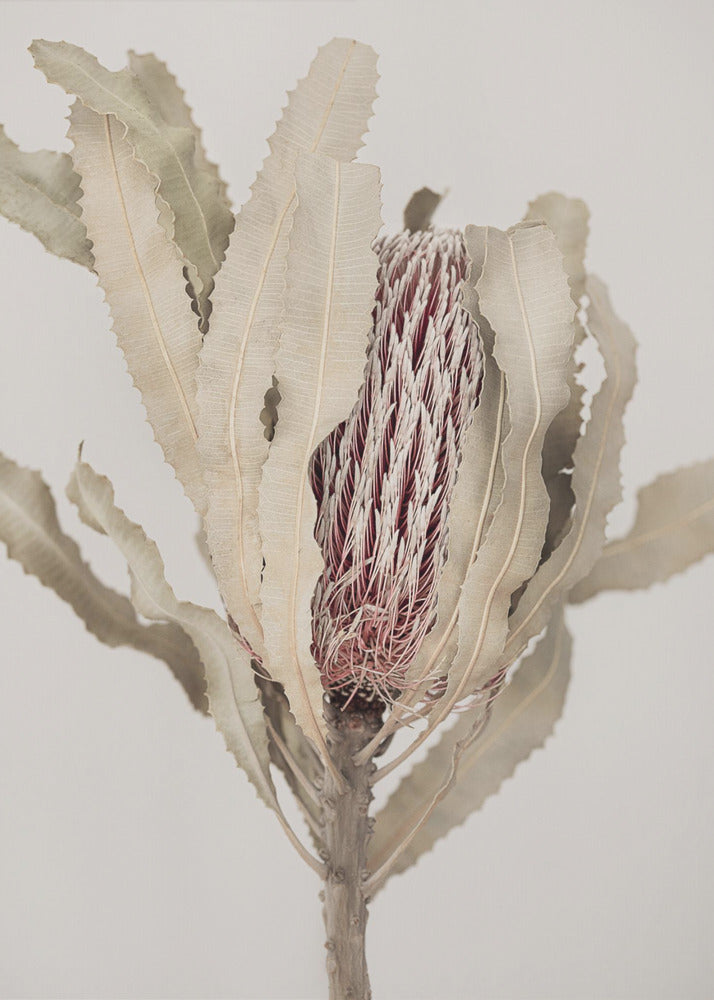 Banksia | Poster