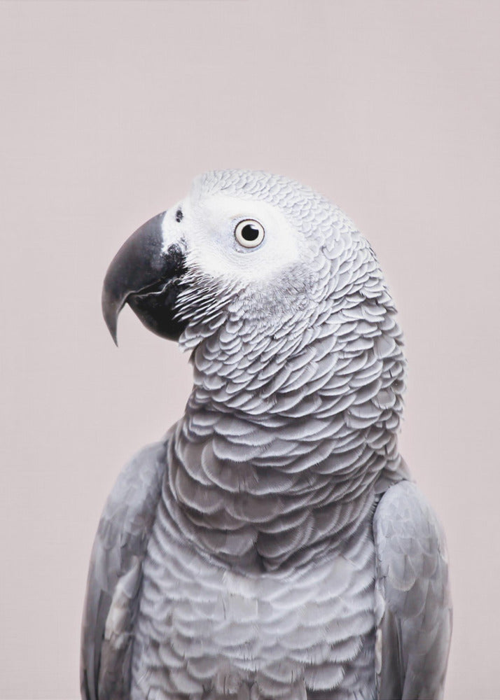 African Grey | Canvas