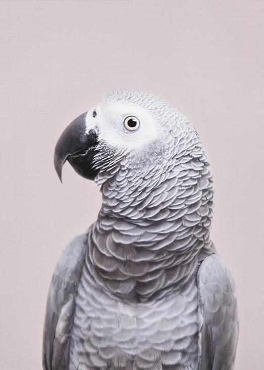 African Grey | Canvas