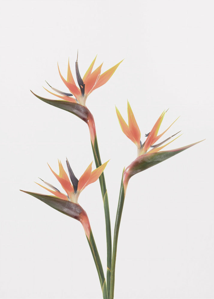 Birds of Paradise | Canvas