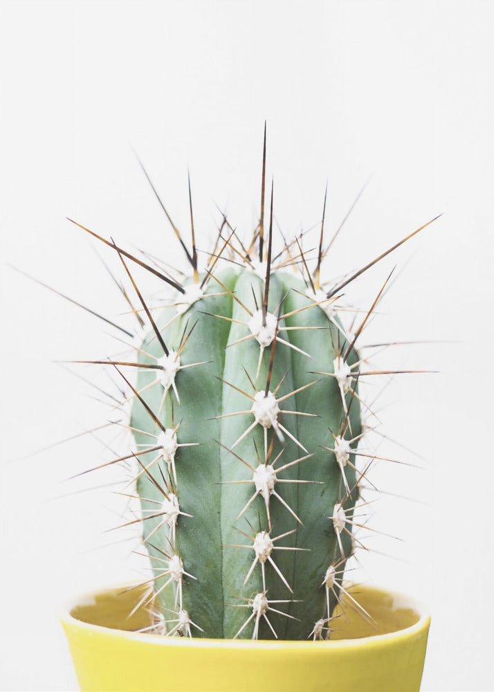 Spikey Cactus | Poster