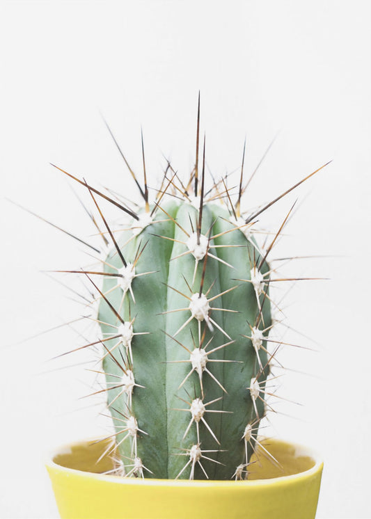 Spikey Cactus | Canvas