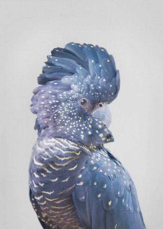 Black Cockatoo | Poster