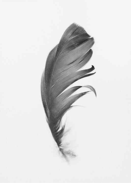 Feather | Poster
