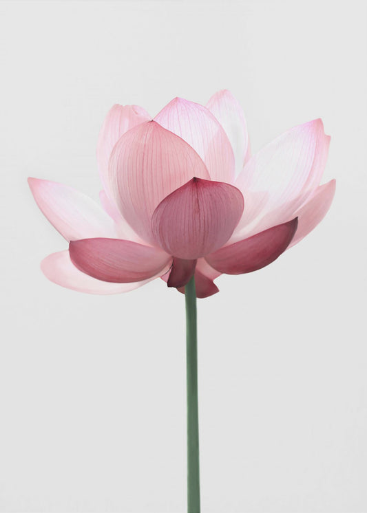 Lotus Flower | Poster