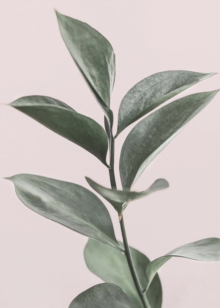 Foliage on Pink | Poster