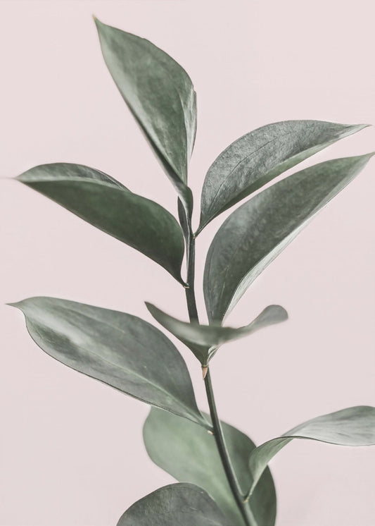 Foliage on Pink | Canvas