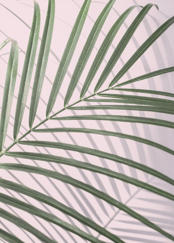 Palm Leaf Shadow | Canvas