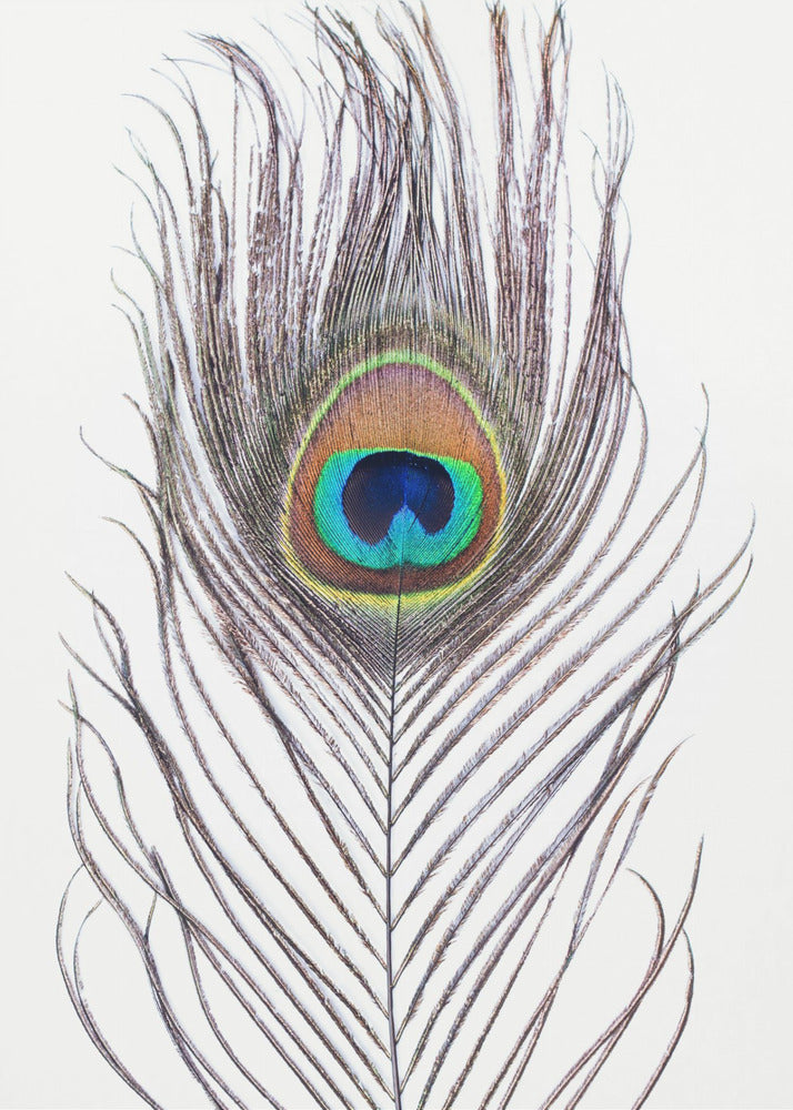 Peacock Feather | Canvas