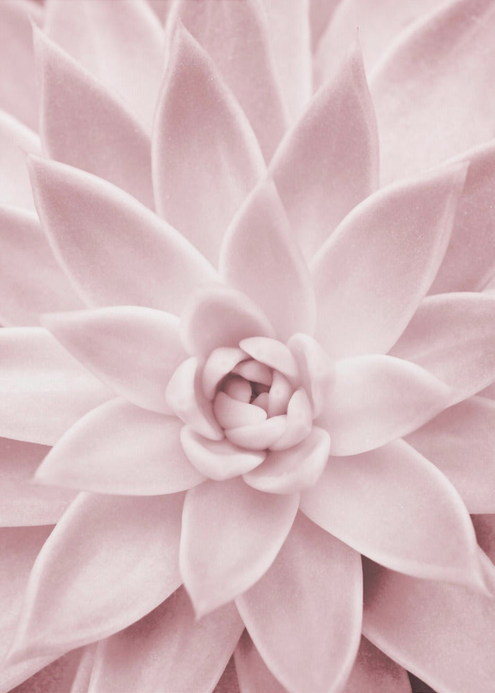 Pink Succulent | Canvas