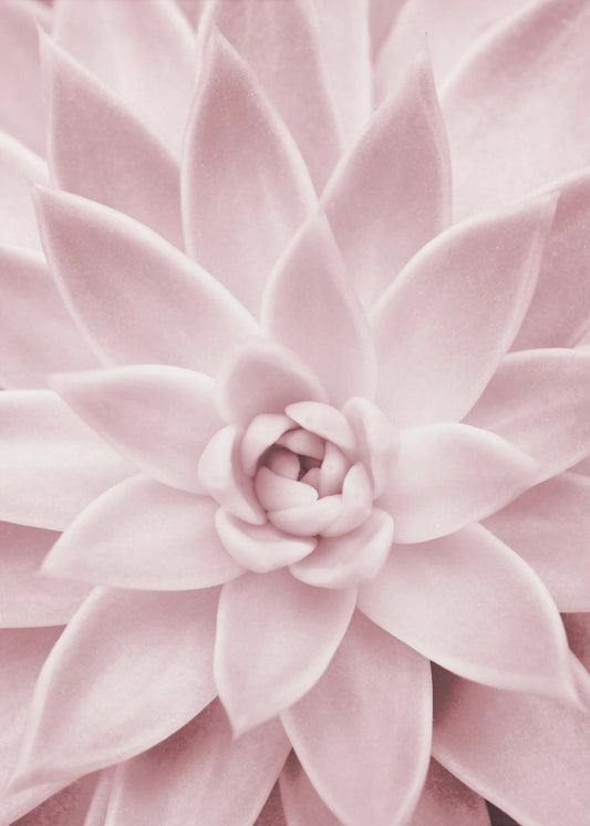 Pink Succulent | Canvas