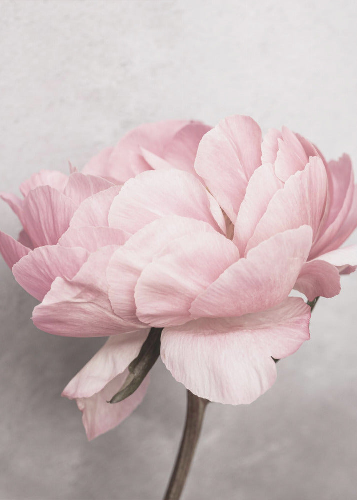 Peony | Poster
