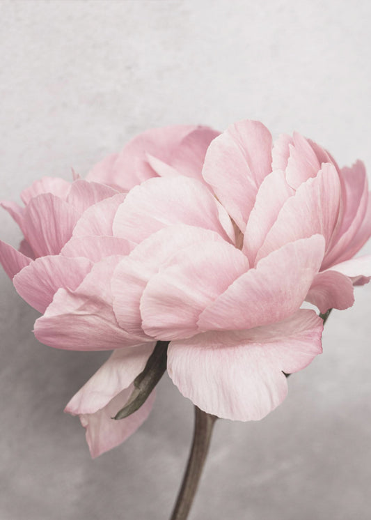 Peony | Canvas