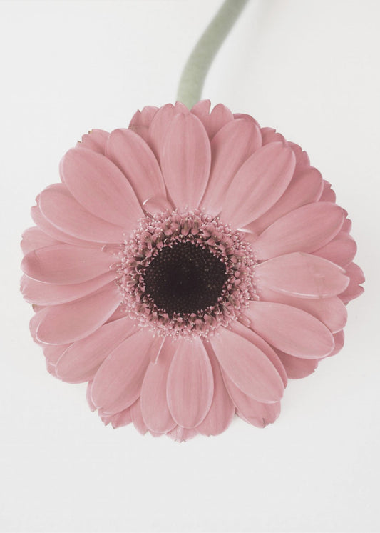 Pink Gerbera II | Poster
