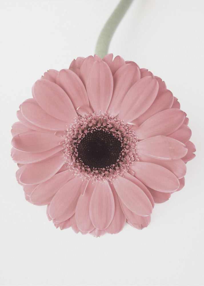 Pink Gerbera II | Canvas