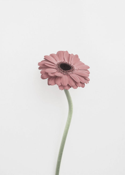Pink Gerbera | Poster