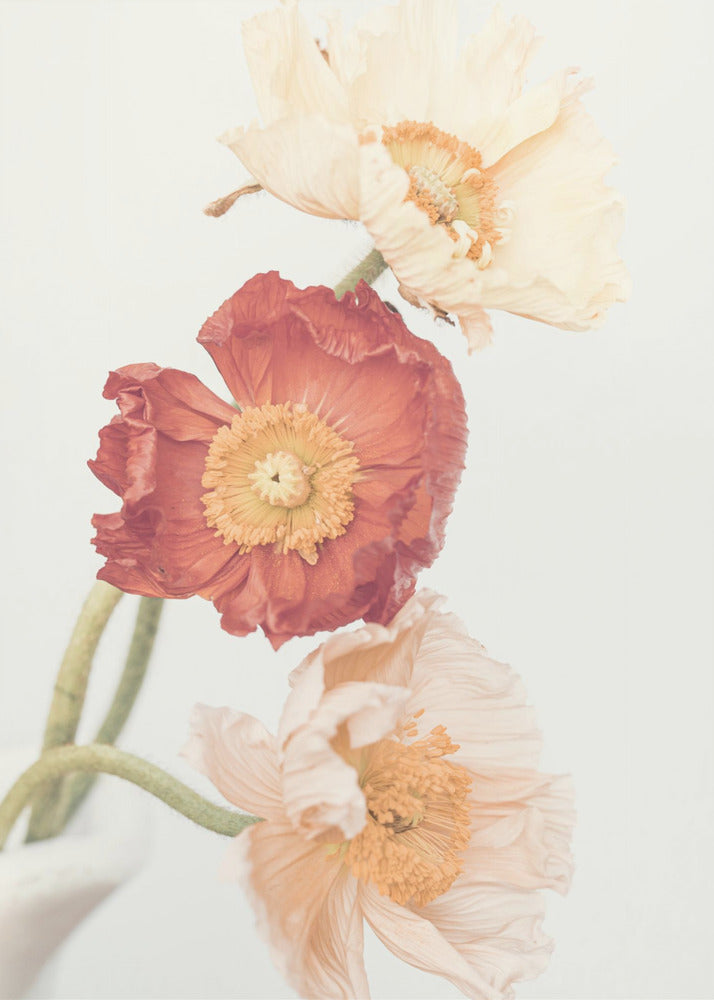 Poppies | Canvas