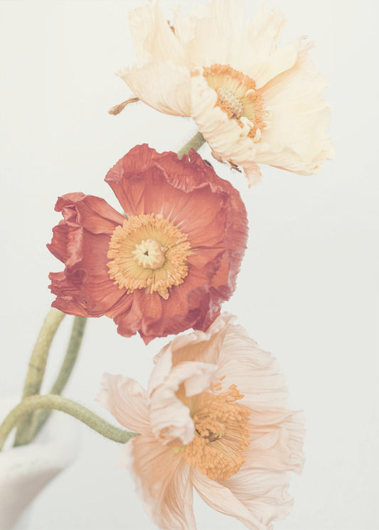 Poppies | Canvas
