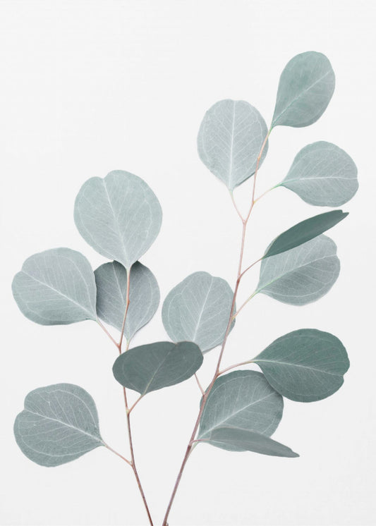 Silverdollar | Poster