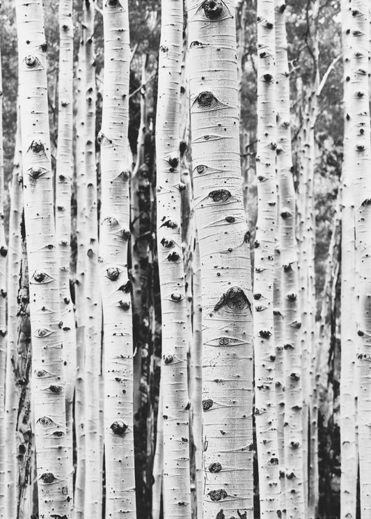 Birches | Canvas