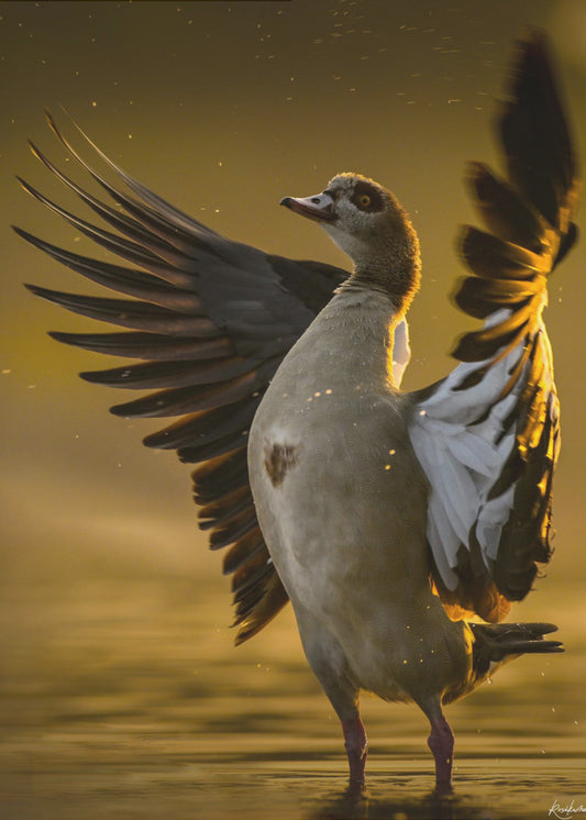 Open  Heart | Poster