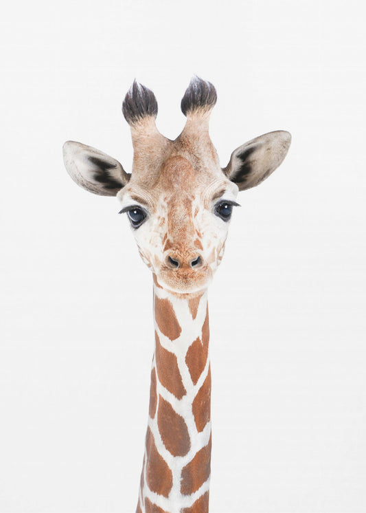 Baby Giraffe | Poster