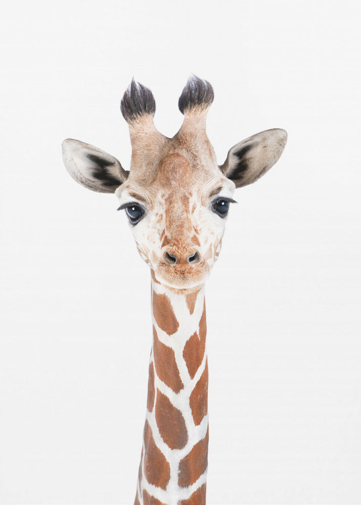 Baby Giraffe | Canvas
