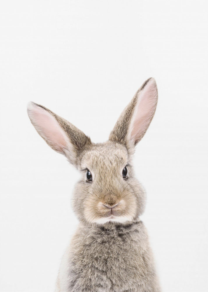 Baby Rabbit | Poster