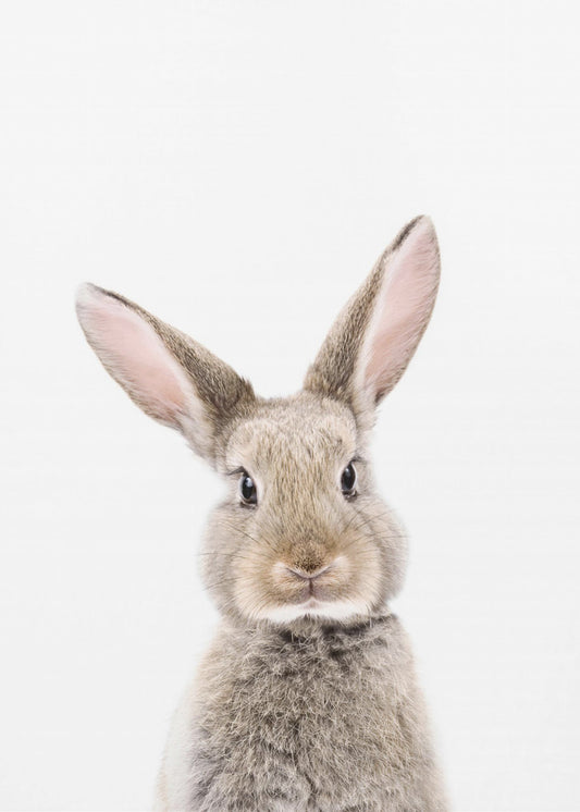 Baby Rabbit | Canvas