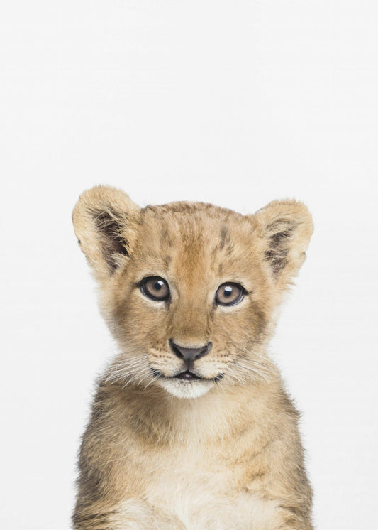 Baby Lion | Canvas