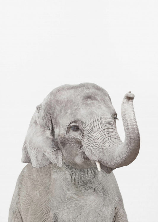 Baby Elephant | Canvas