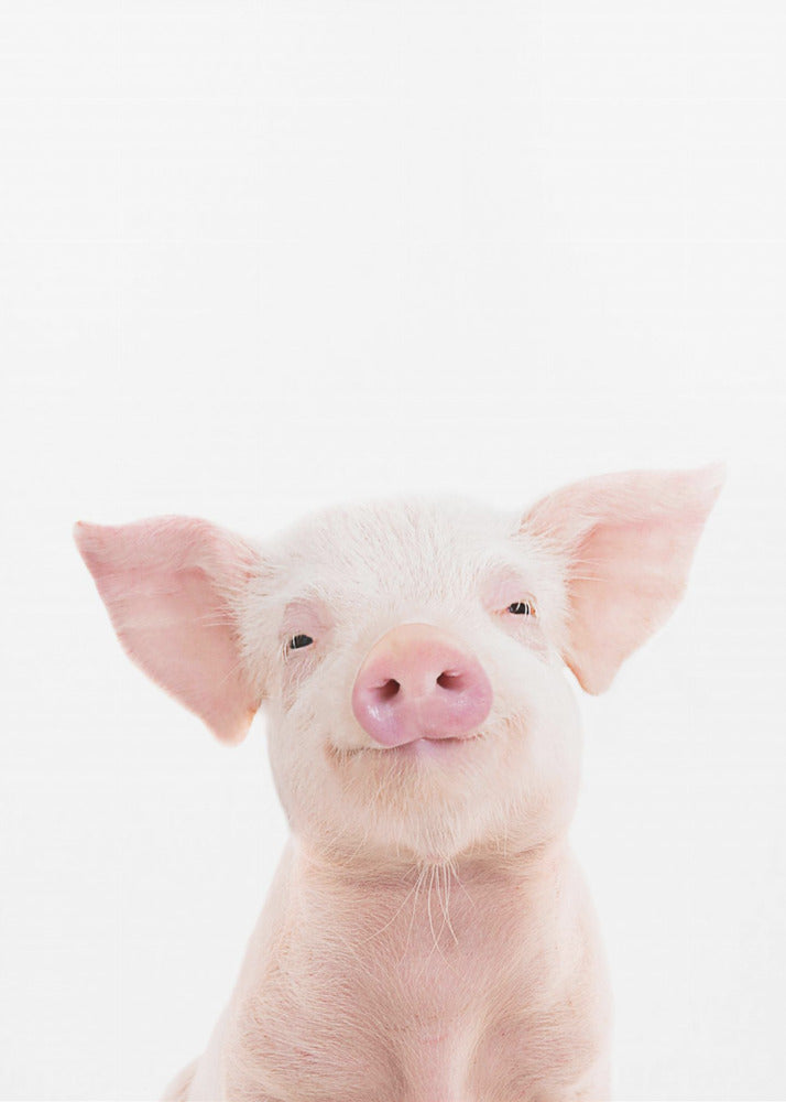 Baby Pig | Canvas