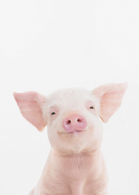 Baby Pig | Canvas