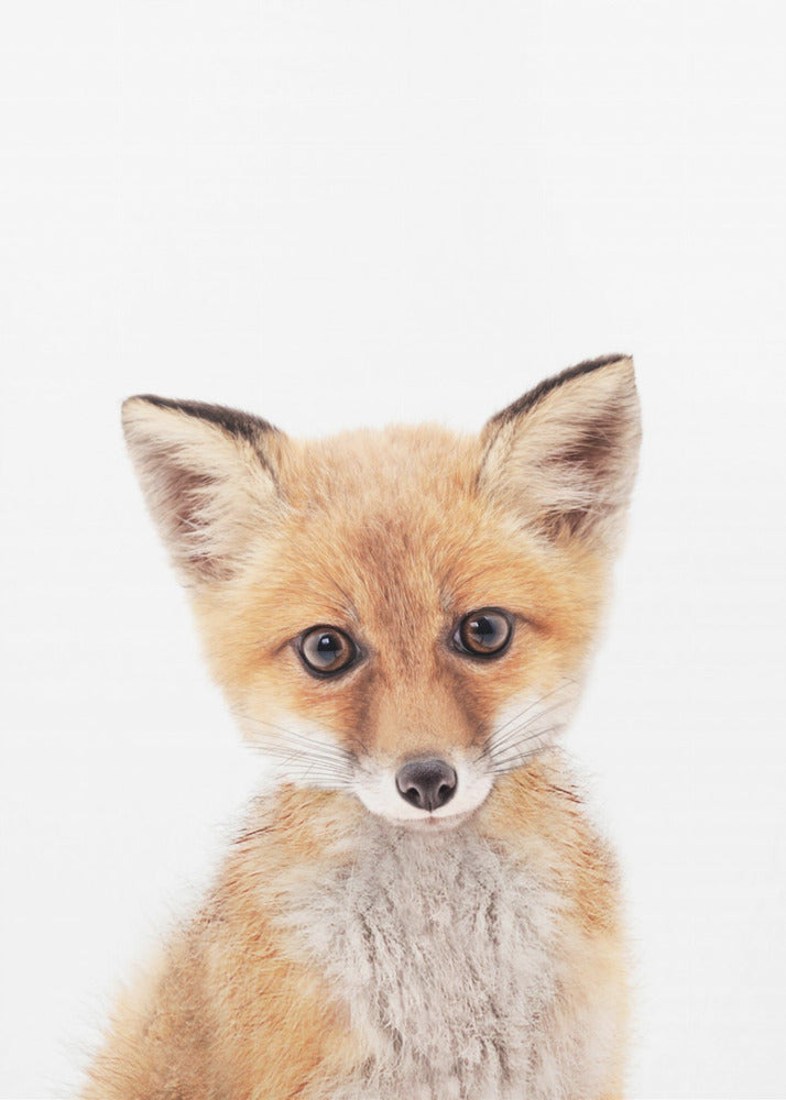 Baby Fox | Poster